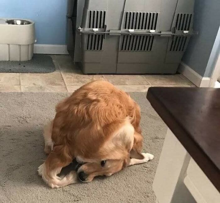 Perro golden retriever hecho bolita mordiendo su cola sobre una alfombra beige