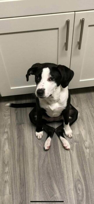 Perro negro con blanco sentado en piso gris de una cocina con las patas traseras haciendo una flor de loto