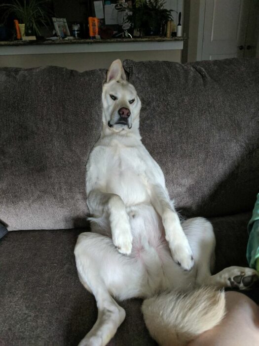 Perro labrado sentado en un sillón gris con la cara metida en los cojines