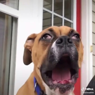 Perro boxer haciendo expresión graciosa 