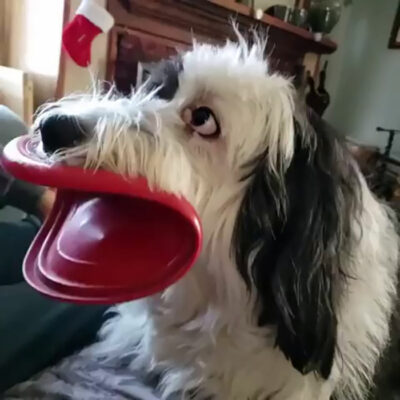 Perro de pelo largo blanco y negro sosteniendo en el hocico un disco de playa color rojo 