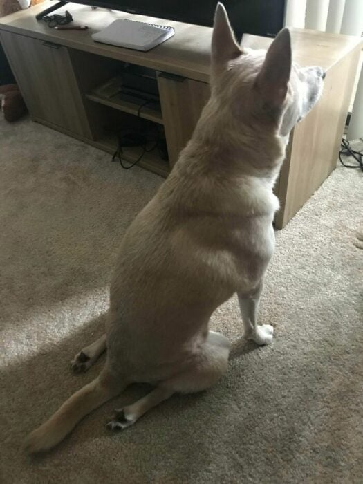 Husky blanco sentado de manera extraña sobre una alfombra beige mirando hacia el exterior de una ventana