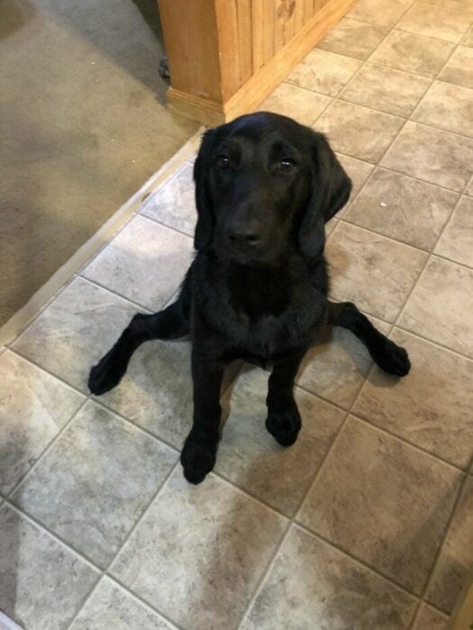 Perro golden retriever negro sentado con la patas abiertas extendidas 