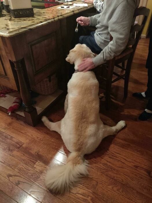 Perro labrador sentado con las patas traseras abiertas mientras una persona sentada en una silla alta le da comida con un tenedor 