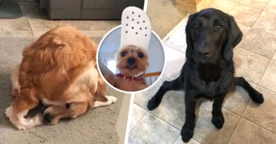 19 Perros en posiciones tan raras que parece que se ‘descompusieron’