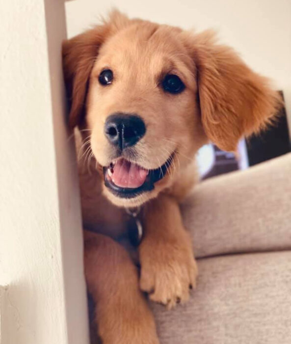 Perros sonriendo; cachorro golden retriever dorado