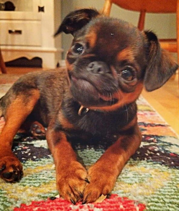 Perros sonriendo; cachorro cruza de pug y chihuahueño color café con negro