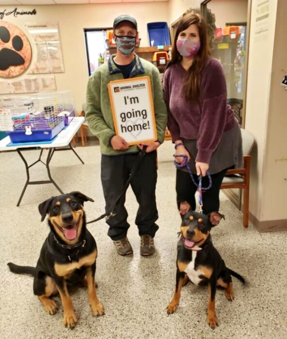 Perros sonriendo; perritos mestizos en el veterinario