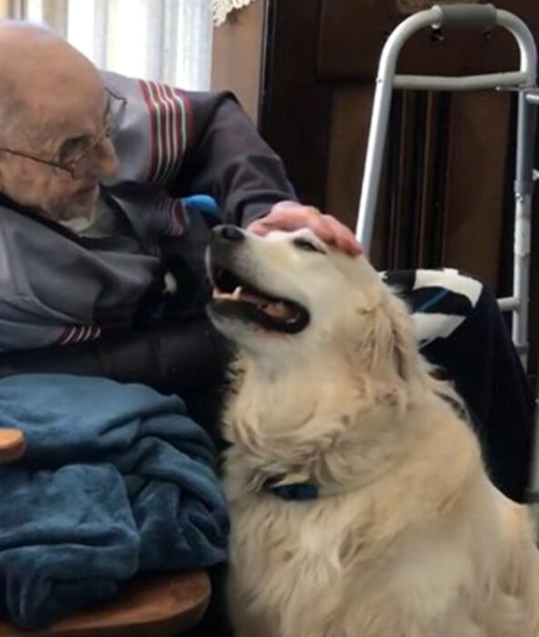 Perros sonriendo; perrito adulto golden retriever blanco con su dueño viejito