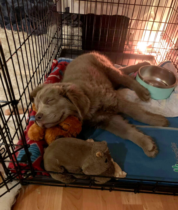 Perros sonriendo; perro labrador café, cachorro dormido con su peluche