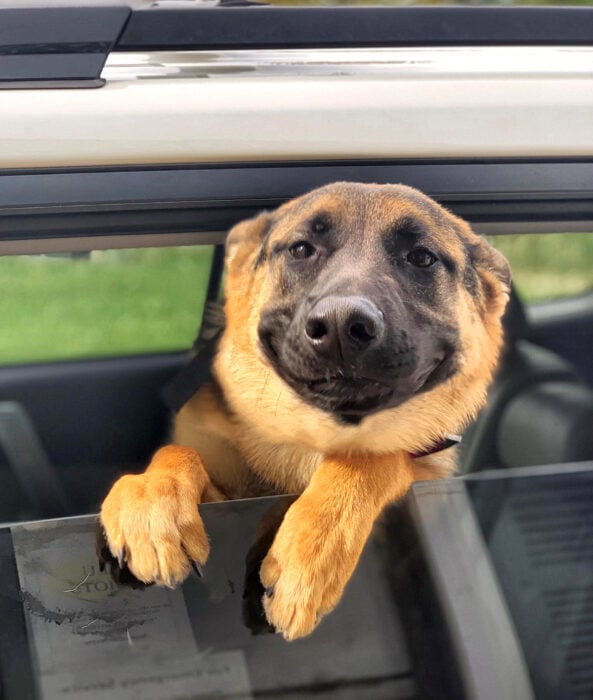 Perros sonriendo; perrito pastor alemán viajando en carro