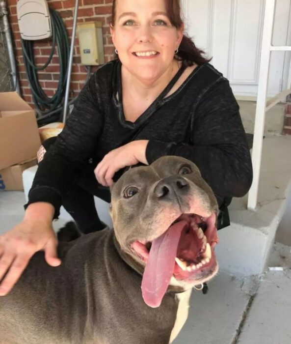 Perros sonriendo; perrito adulto pitbull color gris con pecho blanco