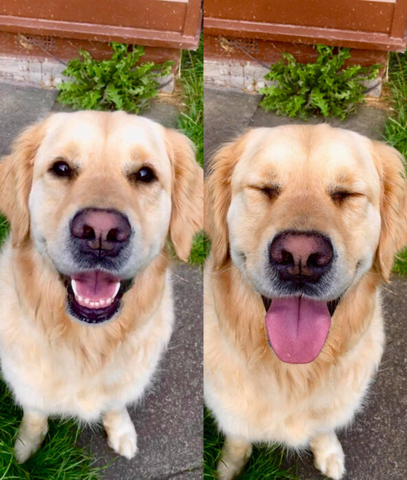 Perros sonriendo; perrito golden retriever color miel