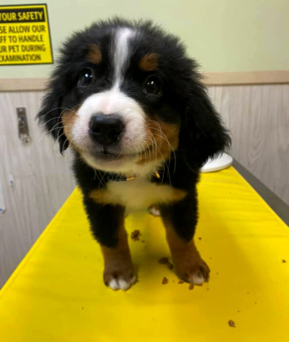 Perros sonriendo; cachorro boyero de Berna color negro, blanco y café en el veterinario