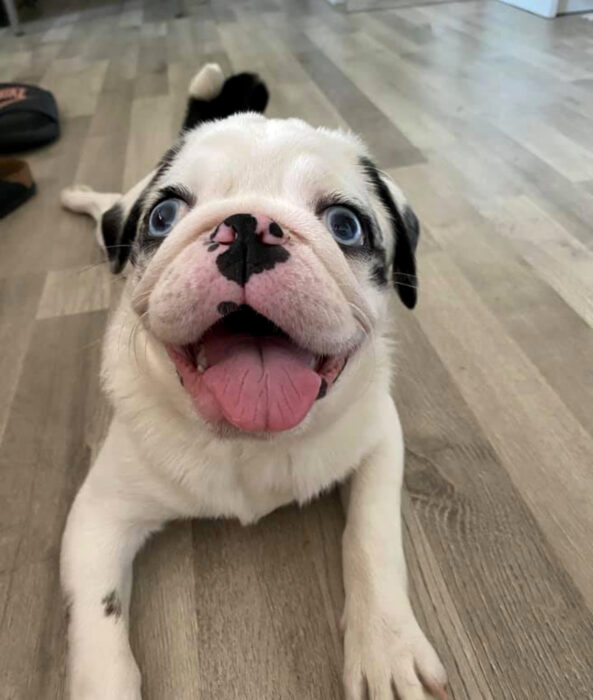 Perros sonriendo; cachorro cruza de bulldog francés y pug, de color blanco con manchas negras y ojos azul claro