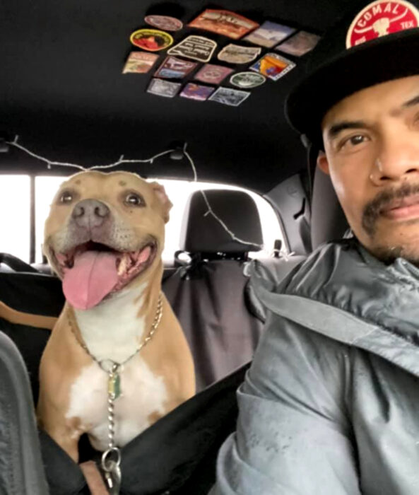 Perros sonriendo; perrito adulto pitbull color café con pecho blanco sentado en el asiento trasero del carro