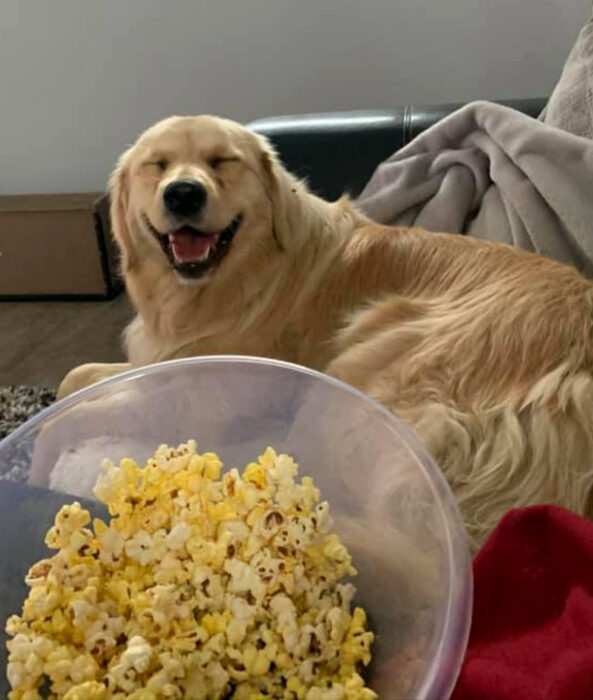 Perros sonriendo; perrito adulto golden retriever de pelo largo color miel sentado en el sillón comiendo palomitas