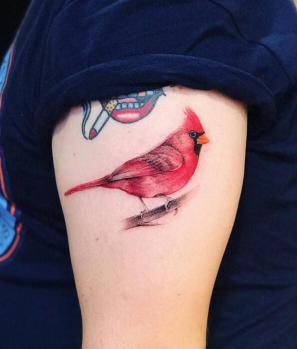 Tatuaje bonito y femenino de ave en el brazo, pájaro cardenal rojo realista