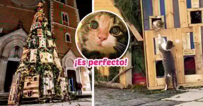 Crean arbolito de Navidad con casas para gatitos callejeros en Italia