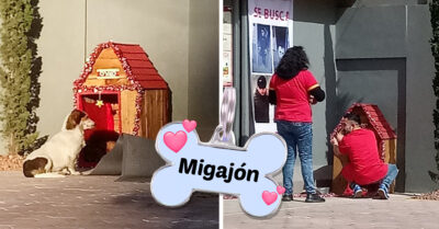 Empleados de OXXO adoptan a callejerito, lo llaman Migajón y le dan una casita