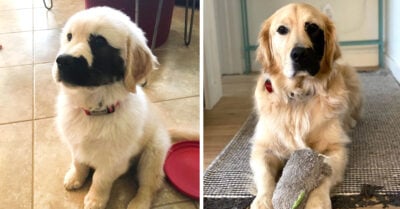 Golden retriever con adorable marca de nacimiento es la sensación de Instagram