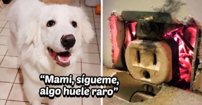 Perrita salva a su familia de un incendio al descubrir chispas en un enchufe