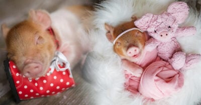 Esta hermosa cerdita tiene su primera sesión de fotos y enamora a internet