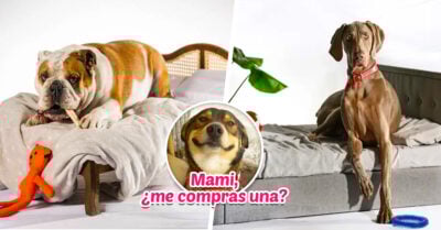 Ahora tu mascota puede tener una minicama idéntica a la tuya