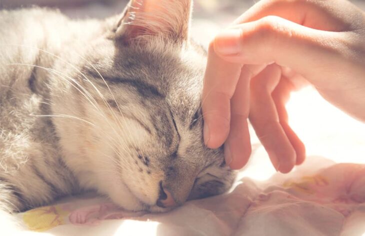 Persona acariciando a un gatito dormido