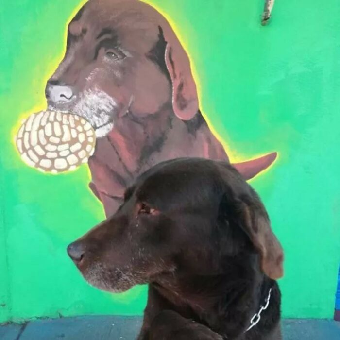 Perrito "El conchas" y su mural