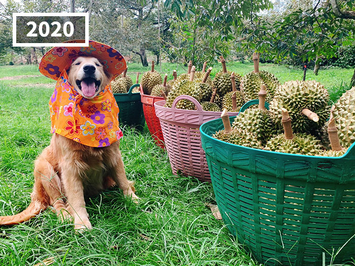 Perro golden retriever Jubjib posando en cosecha de durian