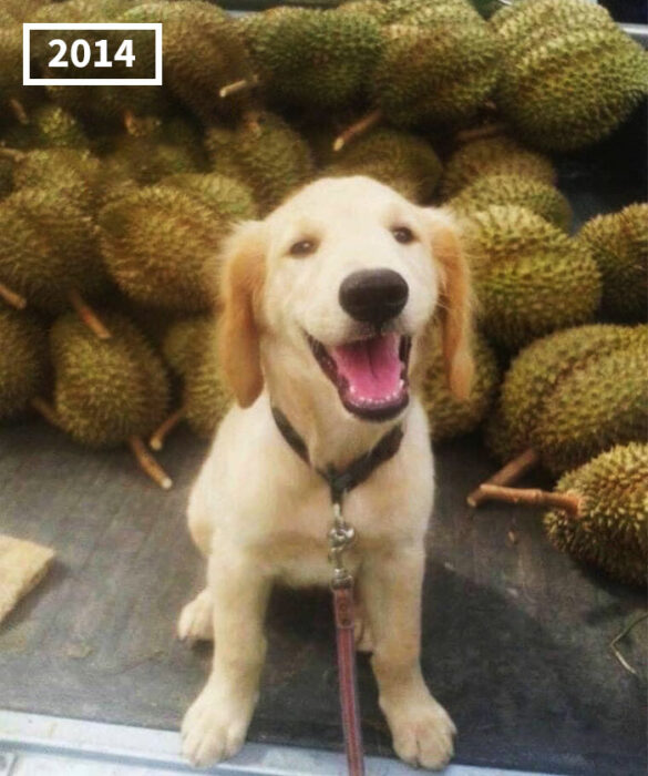 Perro golden retriever Jubjib posando en cosecha de durian