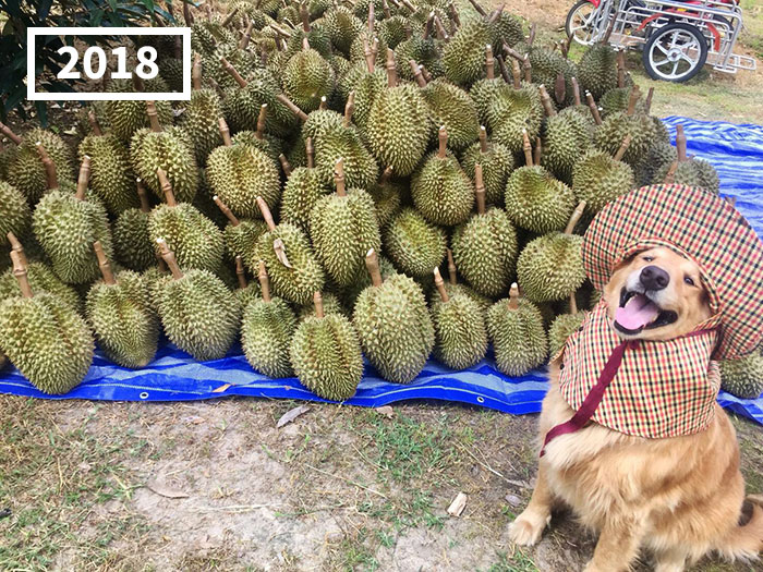 Perro golden retriever Jubjib posando en cosecha de durian