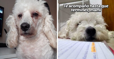 Perrito se desvela acompañando a su dueña para hacer tarea y se vuelve viral