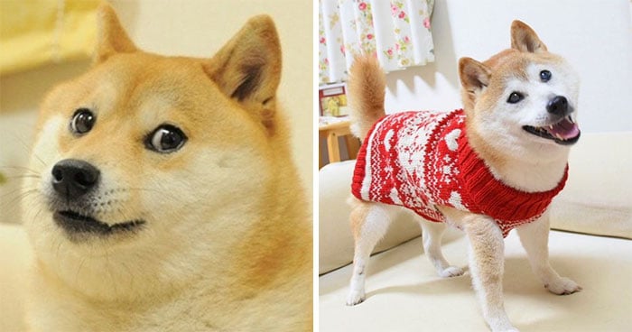 Antes y después del perrito del meme Kabosu 