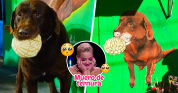‘El Chonchas’; el perrito glotón amante del pan que ya tiene su propio mural