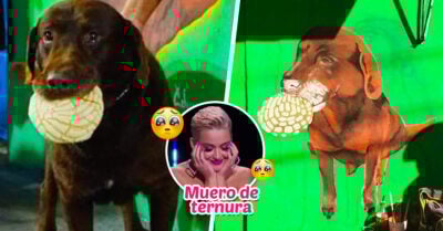 ‘El Chonchas’; el perrito glotón amante del pan que ya tiene su propio mural