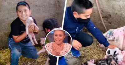 Niño pide a su profesora entregar la tarea tarde para ayudar a su cerdita a parir