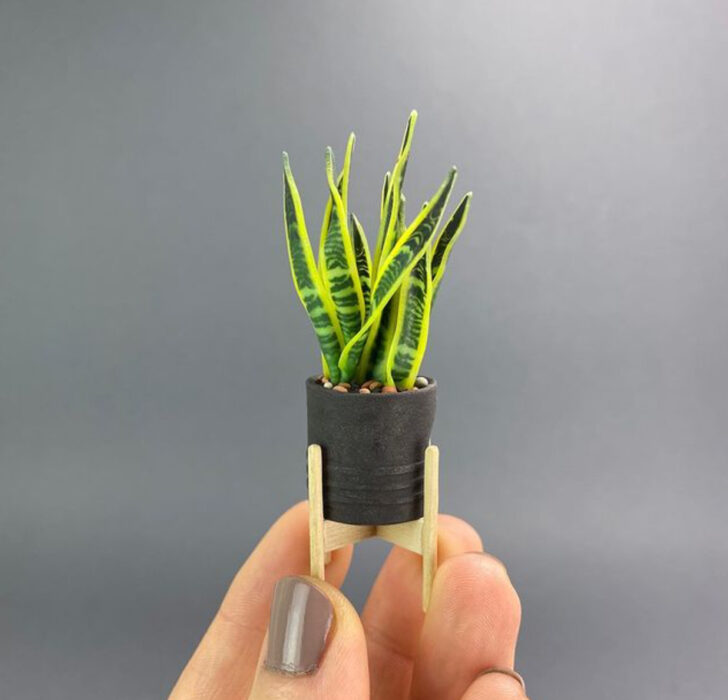 Sansevieria en miniatura, hecha por Astrid Wilk