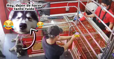 Perrito guardián se queda dormido mientras simulan atraco para entrenarlo