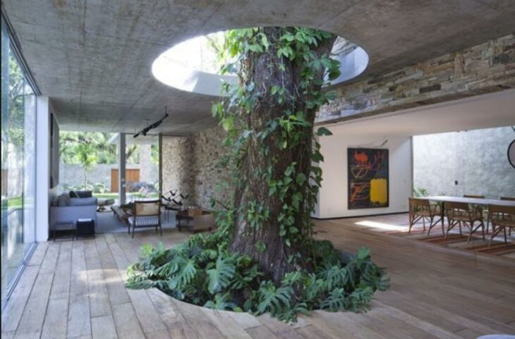 árbol atravesando la sala de una casa; 12 Pruebas de que la naturaleza puede ser la mejor amiga de la arquitectura