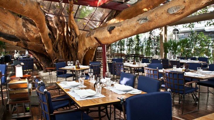 árbol atravesando un restaurante; 12 Pruebas de que la naturaleza puede ser la mejor amiga de la arquitectura