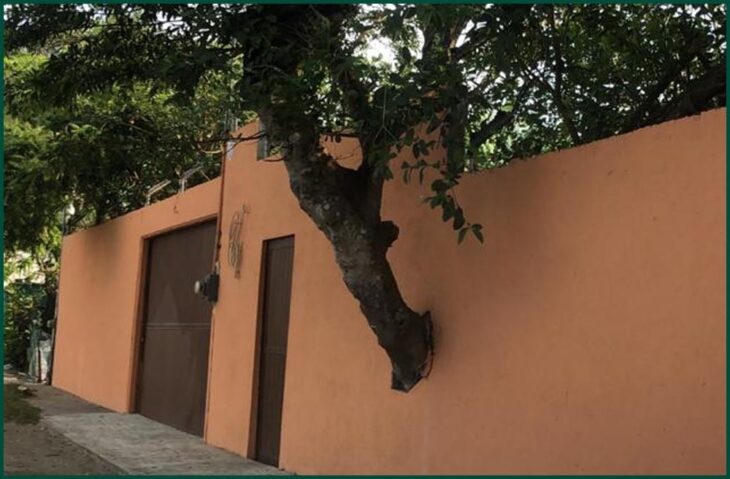 árbol atravesando la pared de una casa; 12 Pruebas de que la naturaleza puede ser la mejor amiga de la arquitectura