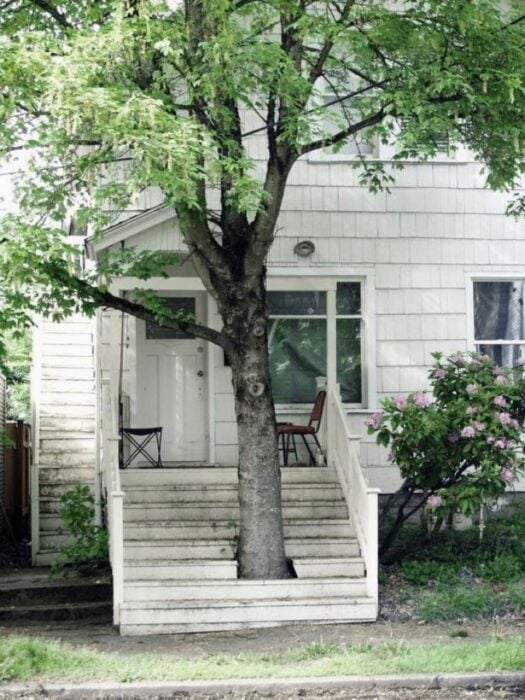 árbol en las escaleras de un pórtico; 12 Pruebas de que la naturaleza puede ser la mejor amiga de la arquitectura 