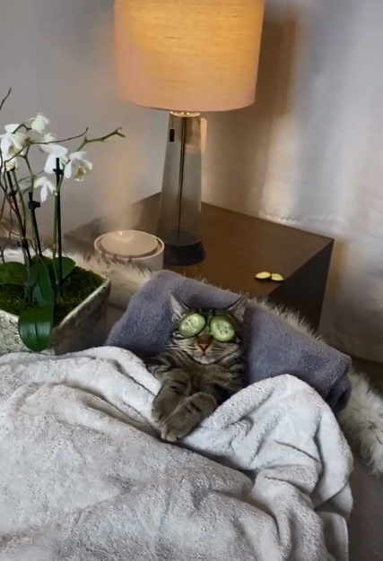 Gatito recostado en una cama tipo spa