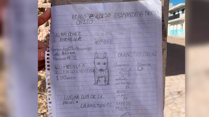 Cartel de búsqueda hecho a mano por un menor;  Niño busca a su perro con dibujo porque no tiene fotos de él