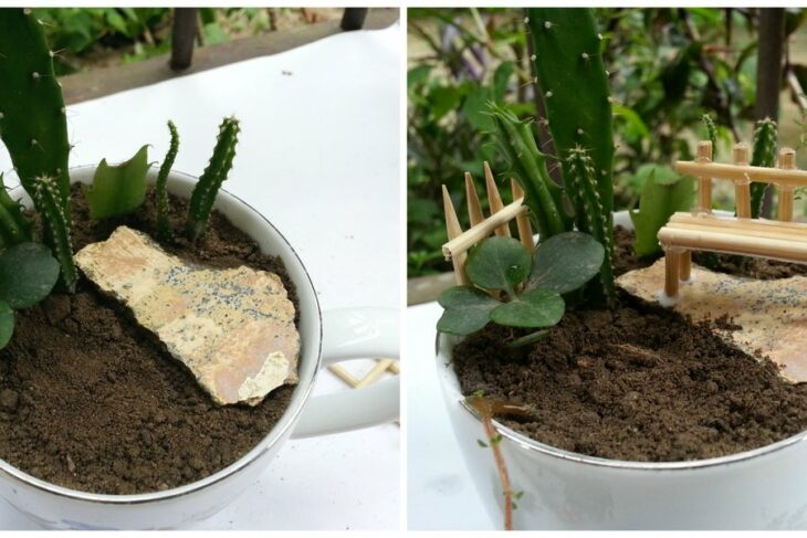 Paso 7 para crear un mini jardín en una taza de té