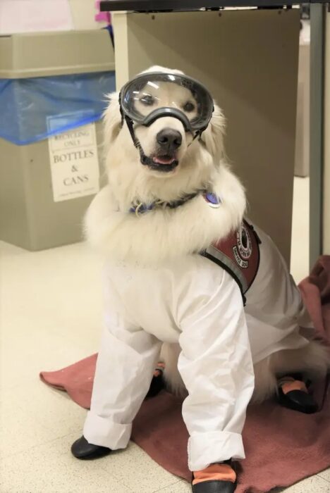 Perrito llevando traje de protección anti-covid para estar junto a su dueño