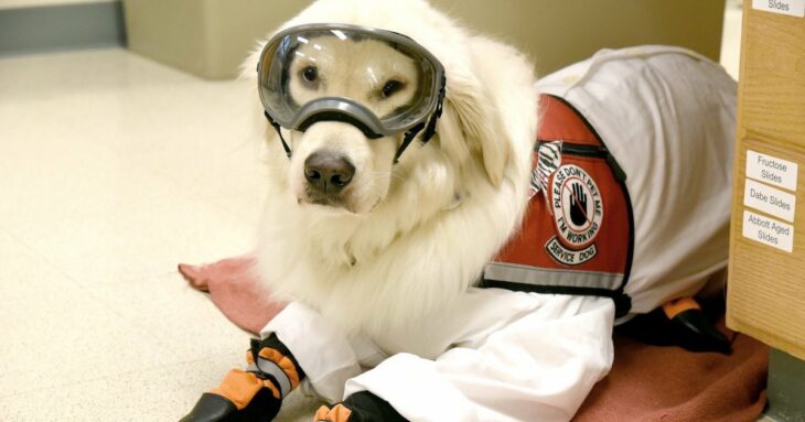 Perrito recostado llevando traje anti-covids para estar junto a su dueño