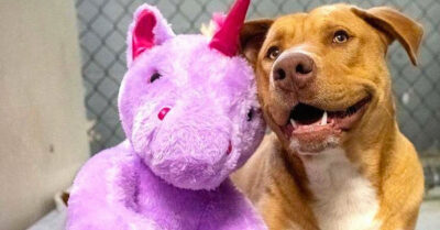 Regalan unicornio a perrito callejero que intentaba llevárselo a escondidas